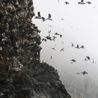 Ptichiy Bazar ou Bazar des oiseaux, ile de Wrangel