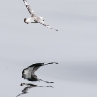 Fulmar boréal