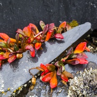 Couleurs d'automne, ile de Wrangel