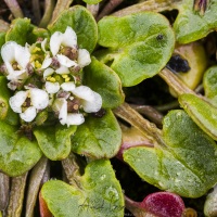 Cardamine, ile de Wrangel