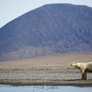 Ours polaire, ile de Wrangel