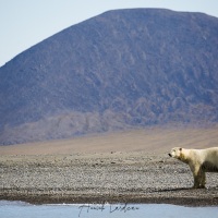 Ours polaire, ile de Wrangel