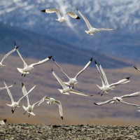 Mouettes tridactyles, Ile de Wrangel