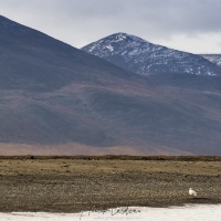 Ours polaire, ile de Wrangel