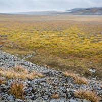 Paysage de toundra, ile de Wrangel