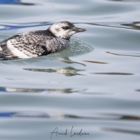 Jeune guillemot à miroir