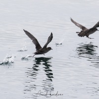 Puffin à bec grêle