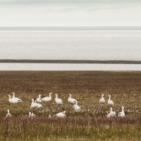 Oies des neiges, ile de Wrangel