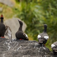 Guillemot colombin, Grande Diomède