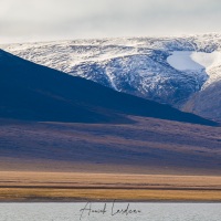 Paysage, ile de Wrangel