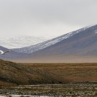 Harfang des neiges, ile de Wrangel