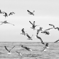 Mouettes tridactyles