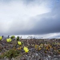 Pavot arctique, ile de Wrangel