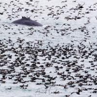 Puffin à bec grêle et baleine à bosse