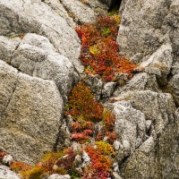 végétation sur une falaise, ile d'Hérald