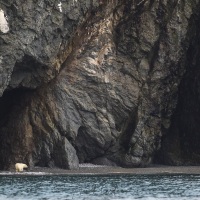 Ours polaire, Ile d'Hérald