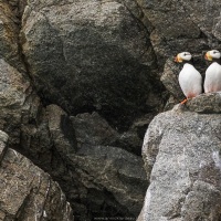 Macareux cornu, ile d'Hérald