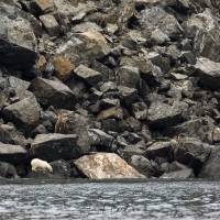 Ourse polaire et son ourson, Ile d'Hérald