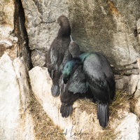 Cormoran pelagique, Ile de Kolyuchin - Tchoukotka