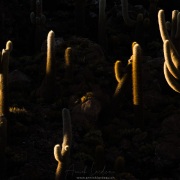 Cactus candélabres
