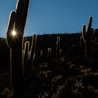 Cactus candélabres