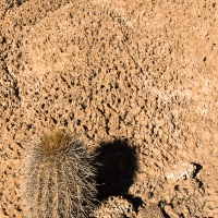 Salar d'Uyuni: Cactus candélabres sur l'ile du Poisson