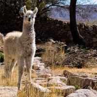 Bébé lama