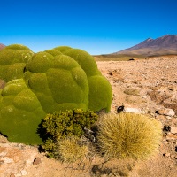 Azorella compacta