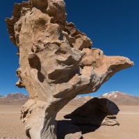 Désert de Siloli: arbre de pierre