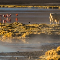 Flamants + lama