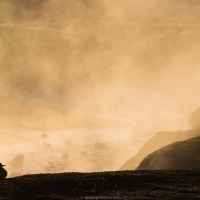 Passereau dans la brume matinale