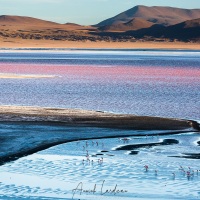 Flamants sur la lagune colorée