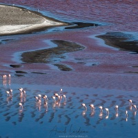 Flamants sur la lagune colorée