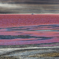 Flamants sur la lagune colorée