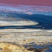 Flamants sur la lagune colorée