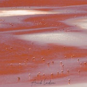 Flamants sur la lagune colorée