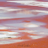 Flamants sur la lagune colorée