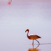 Flamants de James sur la lagune colorée