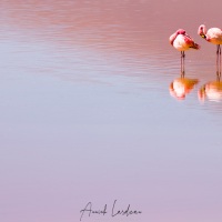 Flamants sur la lagune colorée