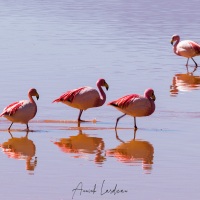 Flamants sur la lagune colorée