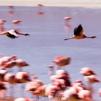 Flamants sur la lagune colorée