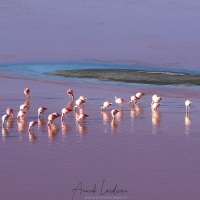 Flamants  sur la lagune colorée