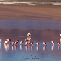 Flamants sur la lagune colorée