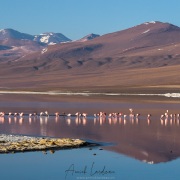 Flamants sur la lagune colorée