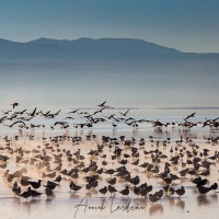 Lagune colorée au lever de soleil