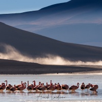 Flamants roses