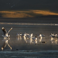 Mouette des Andes