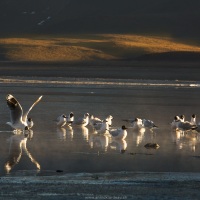 Mouette des Andes