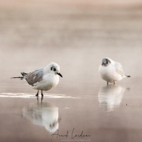 Mouette des Andes