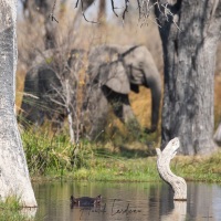 Hyppopotame émergeant de l'eau juste ce qu'il faut pour nous surveiller et éléphant d'Afrique